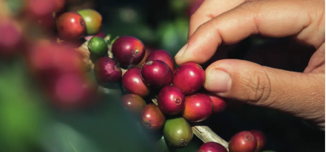 持続可能性のためのコーヒー豆を手摘みする様子